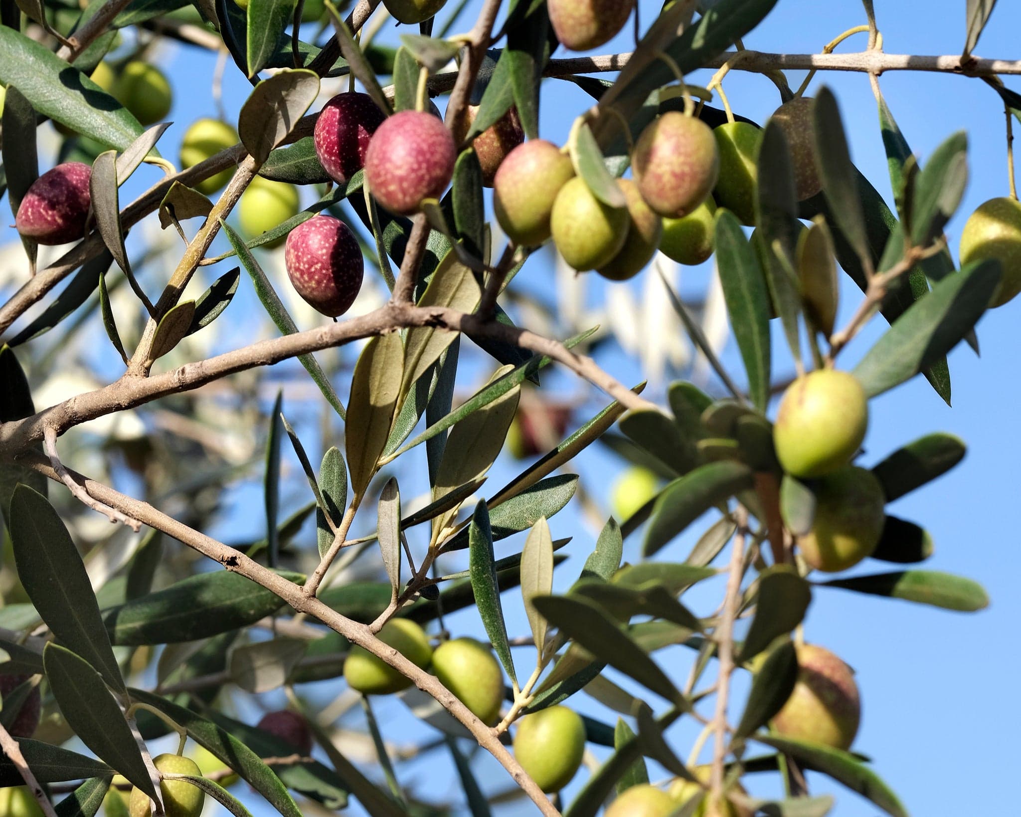 Olives ripening on the branch, Azhara Grove